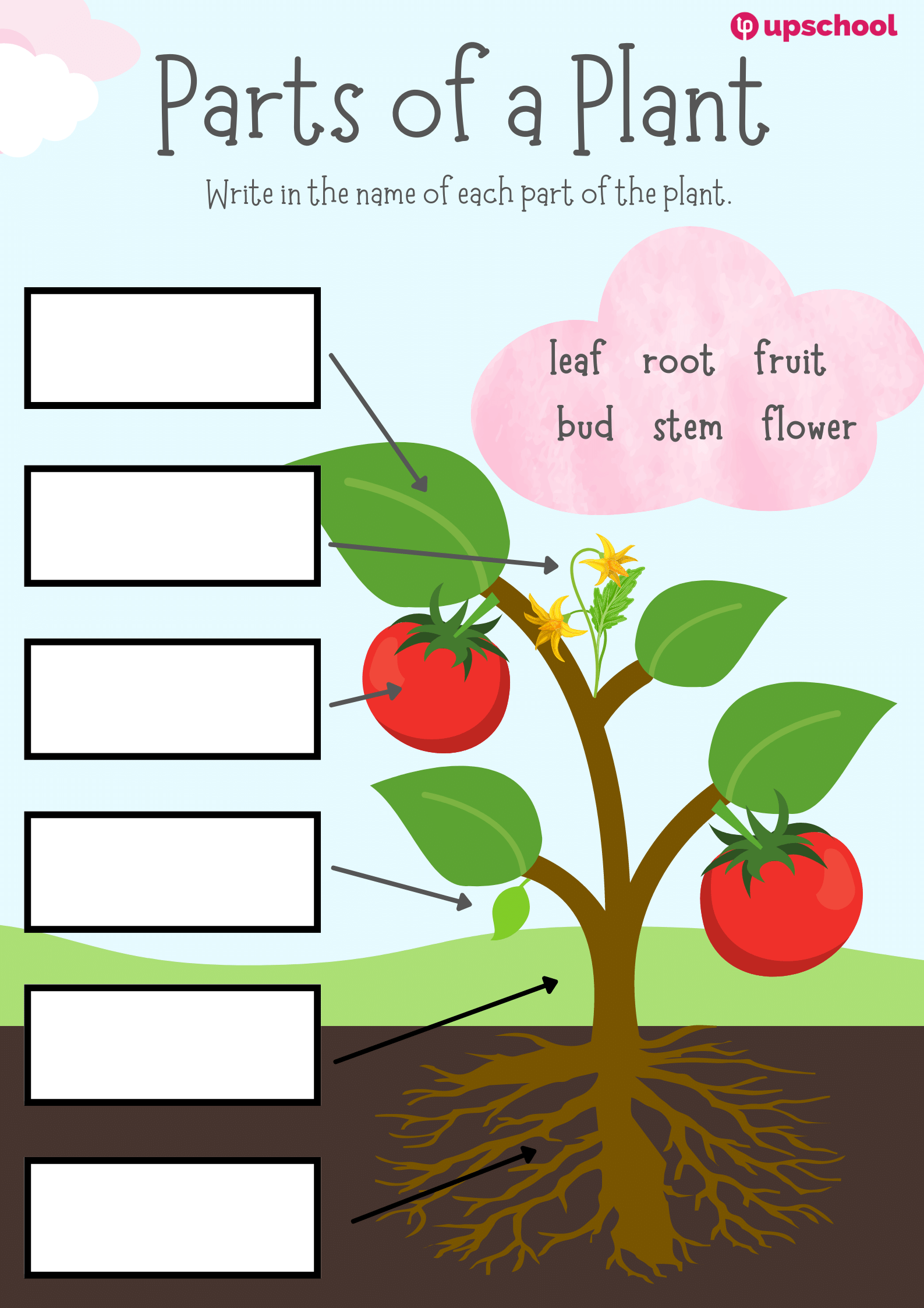 Parts Of A Plant Fill in the Blank Activity Upschool co Resource 