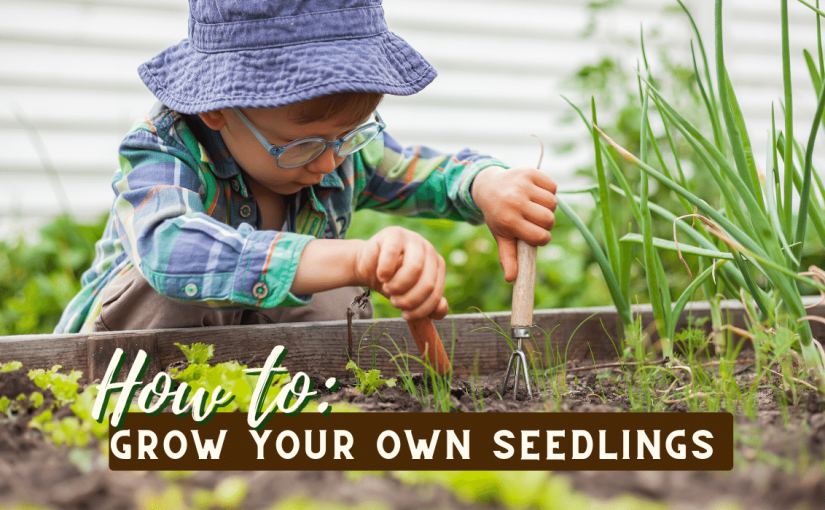 How to Grow Seedlings – Upschool.co – Resource Centre