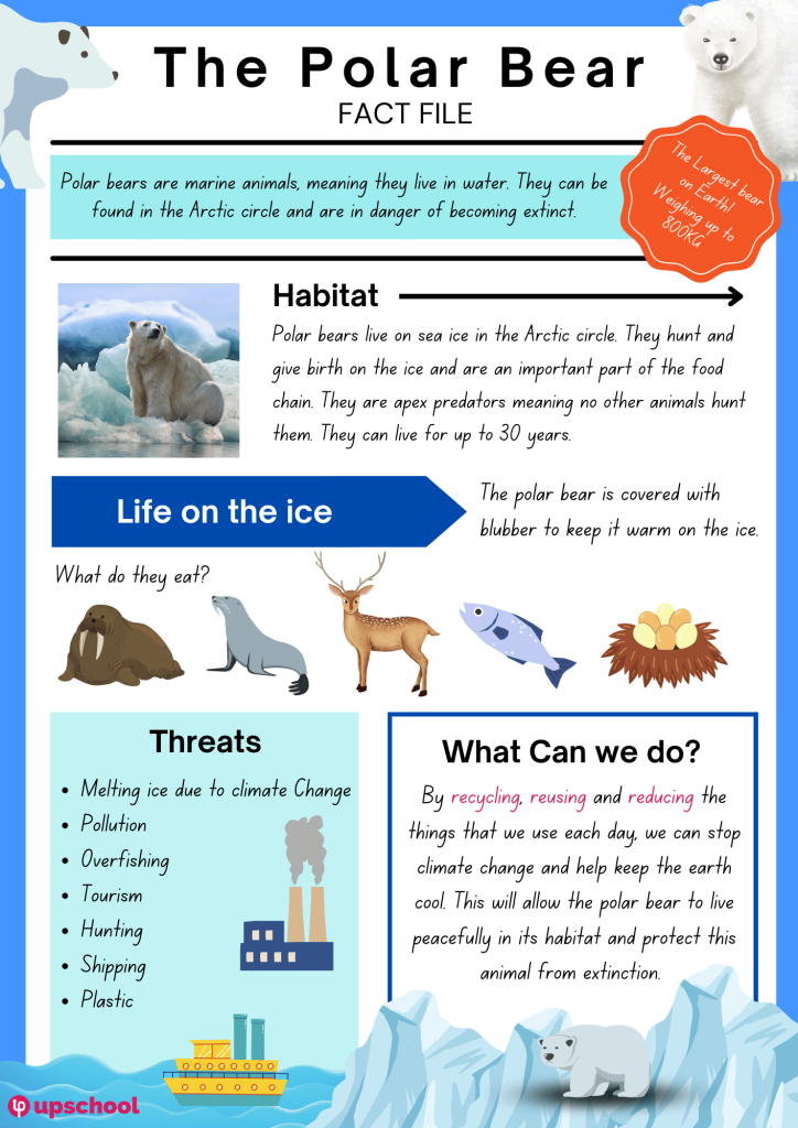 Fact File: The Polar Bear –  – Resource Centre