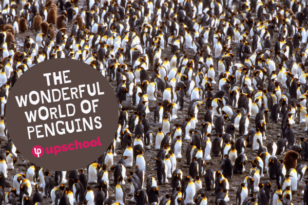 Wonderful world penguins